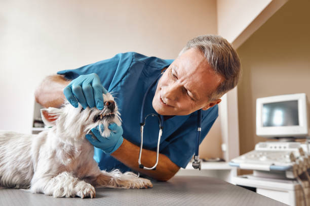  Bonham, TX Emergency Dentist Pros